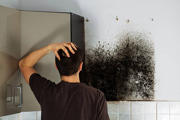 Best Post-Flood Mold Remediation in Royalton, MN