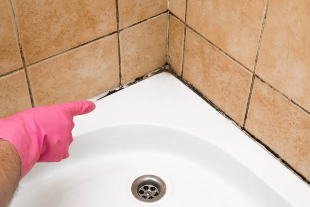 Best Industrial Mold Remediation in Royalton, MN
